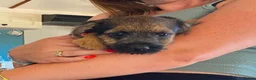 Border Terrier dogs for sale: Pure border terrier puppies  - Advert 4