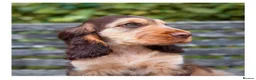 Cocker Spaniel dogs for sale: Quality KC Registered Show Cocker spaniel pippies - Advert 10