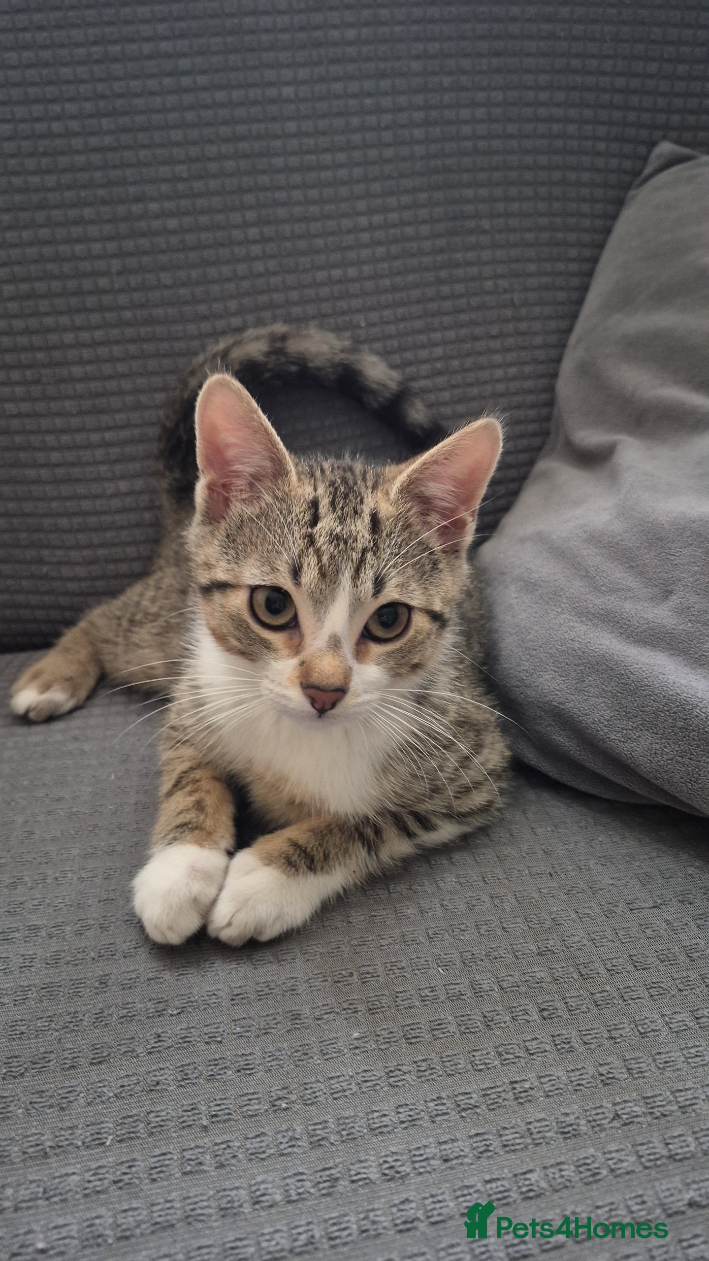 Mixed Breed cats Male and female ready for new home - Advert 16