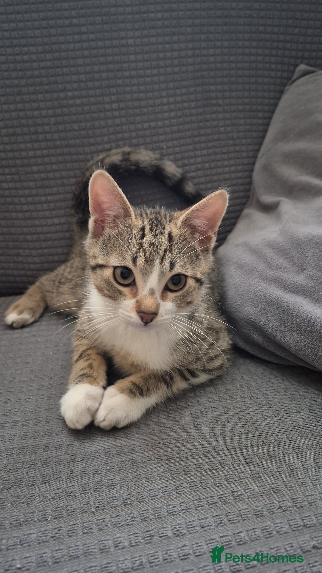 Mixed Breed cats for sale: Male and female ready for new home - Advert 1