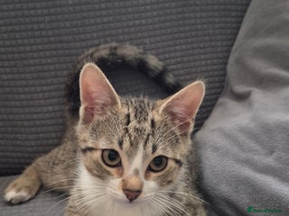 Mixed Breed cats Male and female ready for new home - Advert 13