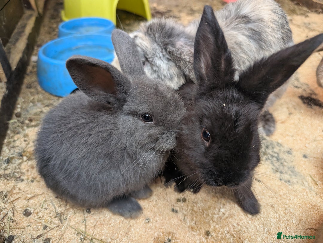 Mini Lop rabbits for sale: Mini lop baby rabbits  - Image 4