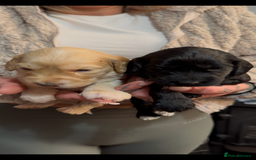 Cockapoo dogs for sale: Beautiful litter of parti and solid Cockapoos - Image 4