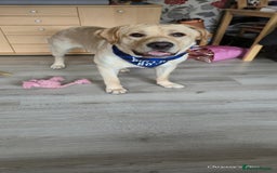 Labrador Retriever dogs for sale: Labrador  - Image 1
