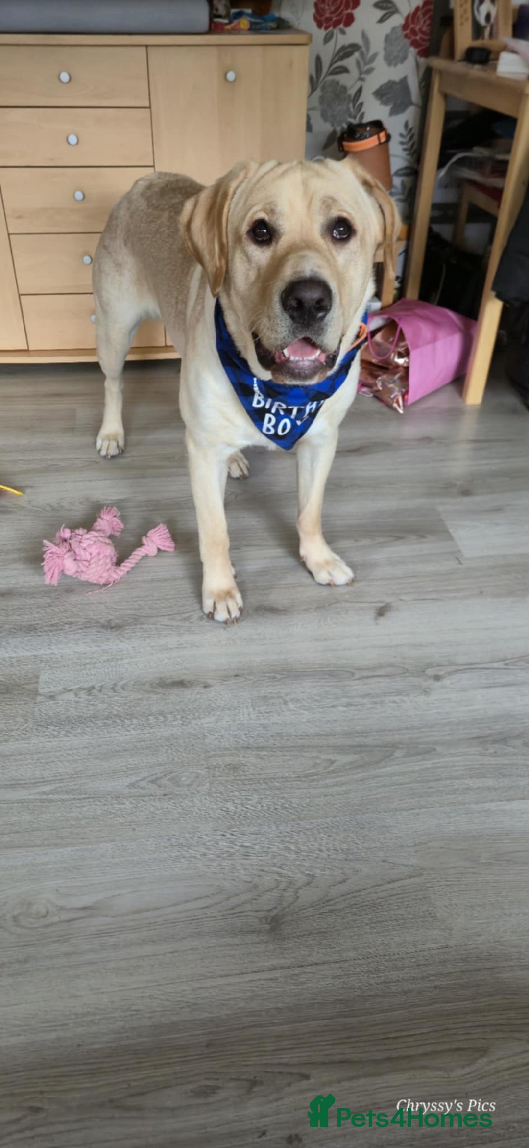 Labrador Retriever dogs for sale: Labrador  - Image 1