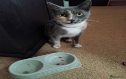 Bengal cats for sale: FREE to a Good home only  - Image 1