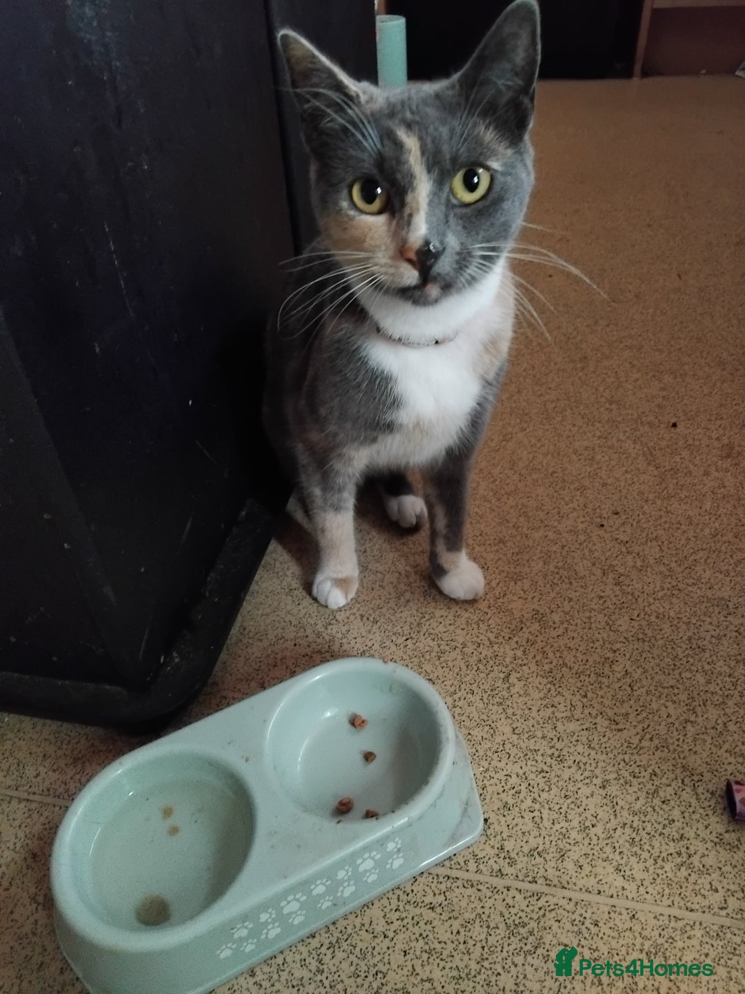 Bengal cats for sale: FREE to a Good home only  - Image 1