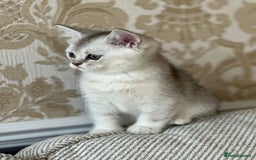 British Shorthair cats for sale: British shorthair silver chinchilla  - Image 15