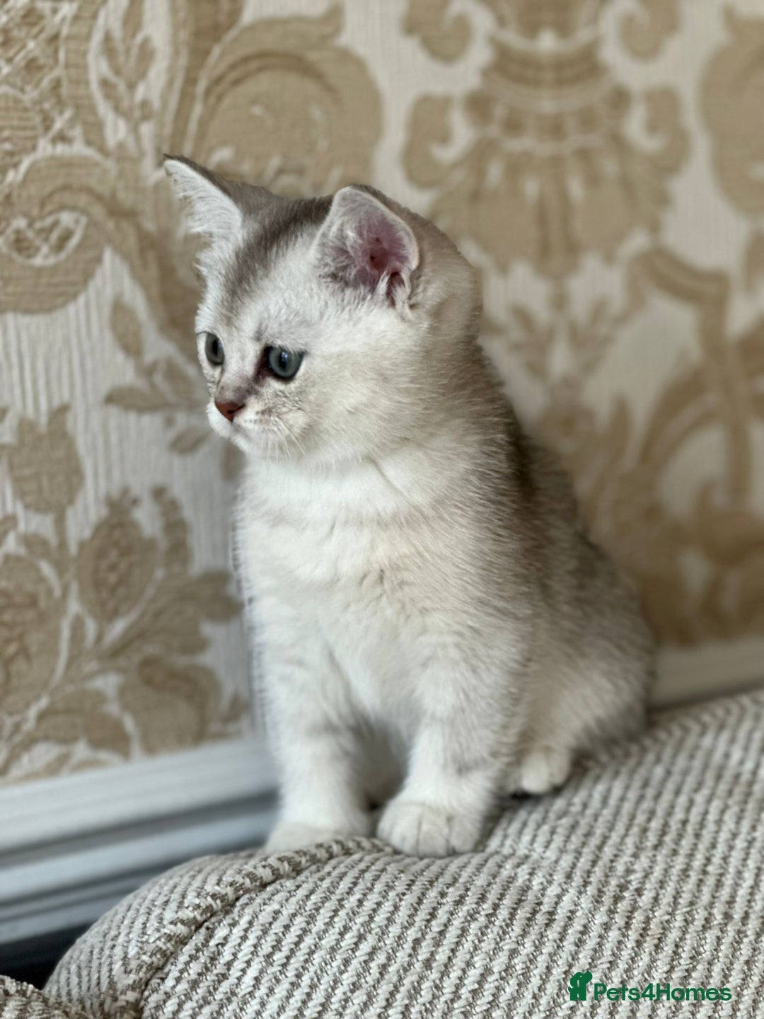 British Shorthair cats for sale: British shorthair silver chinchilla  - Image 15