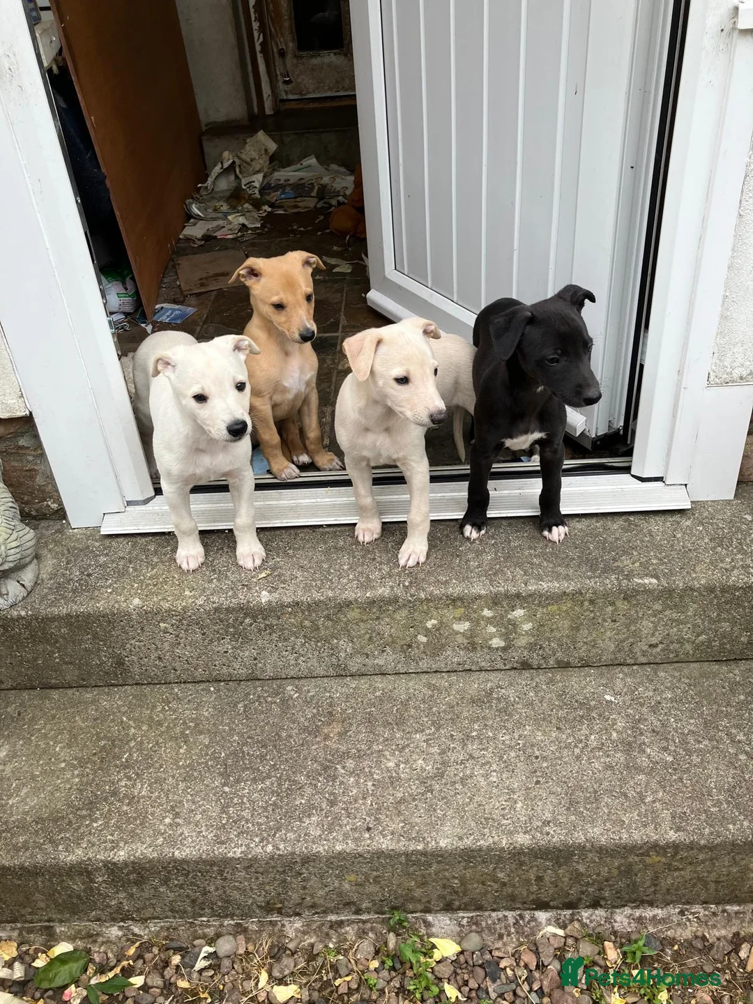 Whippet dogs for sale: Gorgeous whippet dog - Advert 2