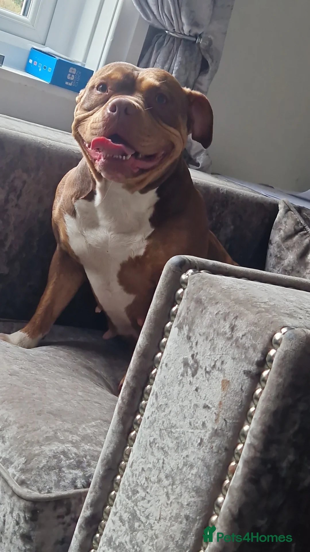 Mixed Breed dogs for sale: 3 year old pocket bulky cross  in Bury - Advert 2