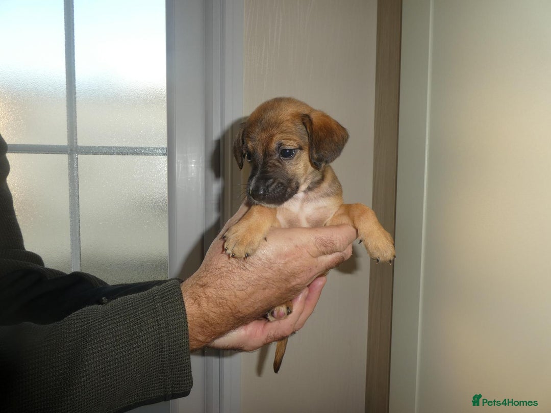 Mixed Breed dogs for sale: Springer x jack Russell  - Advert 1