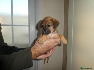 Mixed Breed dogs Springer x jack Russell - Advert 1