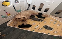 Cavapoo dogs for sale: 🌟HEALTH TESTED F1B CAVAPOO MERLE STUNNING PUPPIES - Image 16