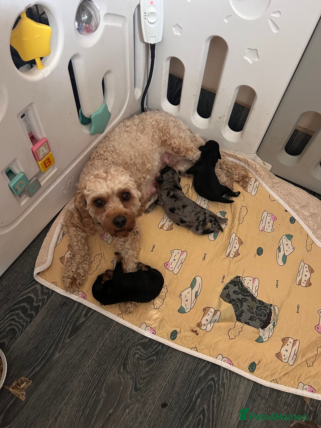 Cavapoo dogs for sale: 🌟HEALTH TESTED F1B CAVAPOO MERLE STUNNING PUPPIES - Image 16