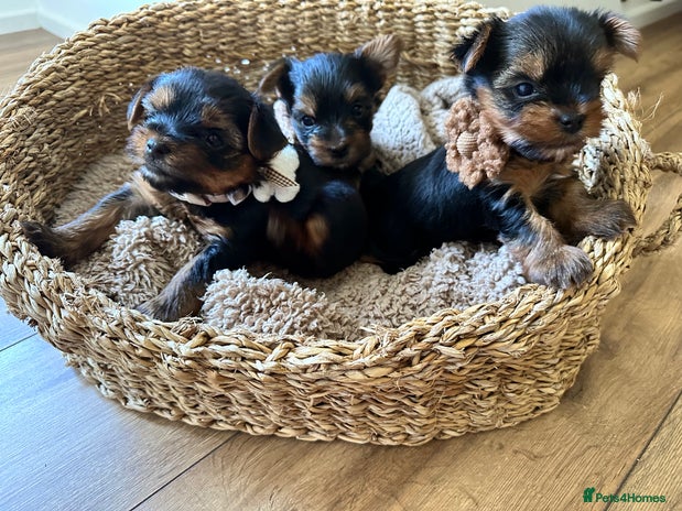 Yorkshire Terrier dogs - Advert 10