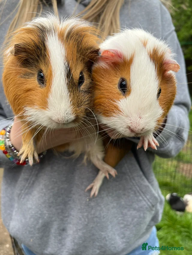 Stunning smooth coat boars for sale in Derby | Pets4Homes