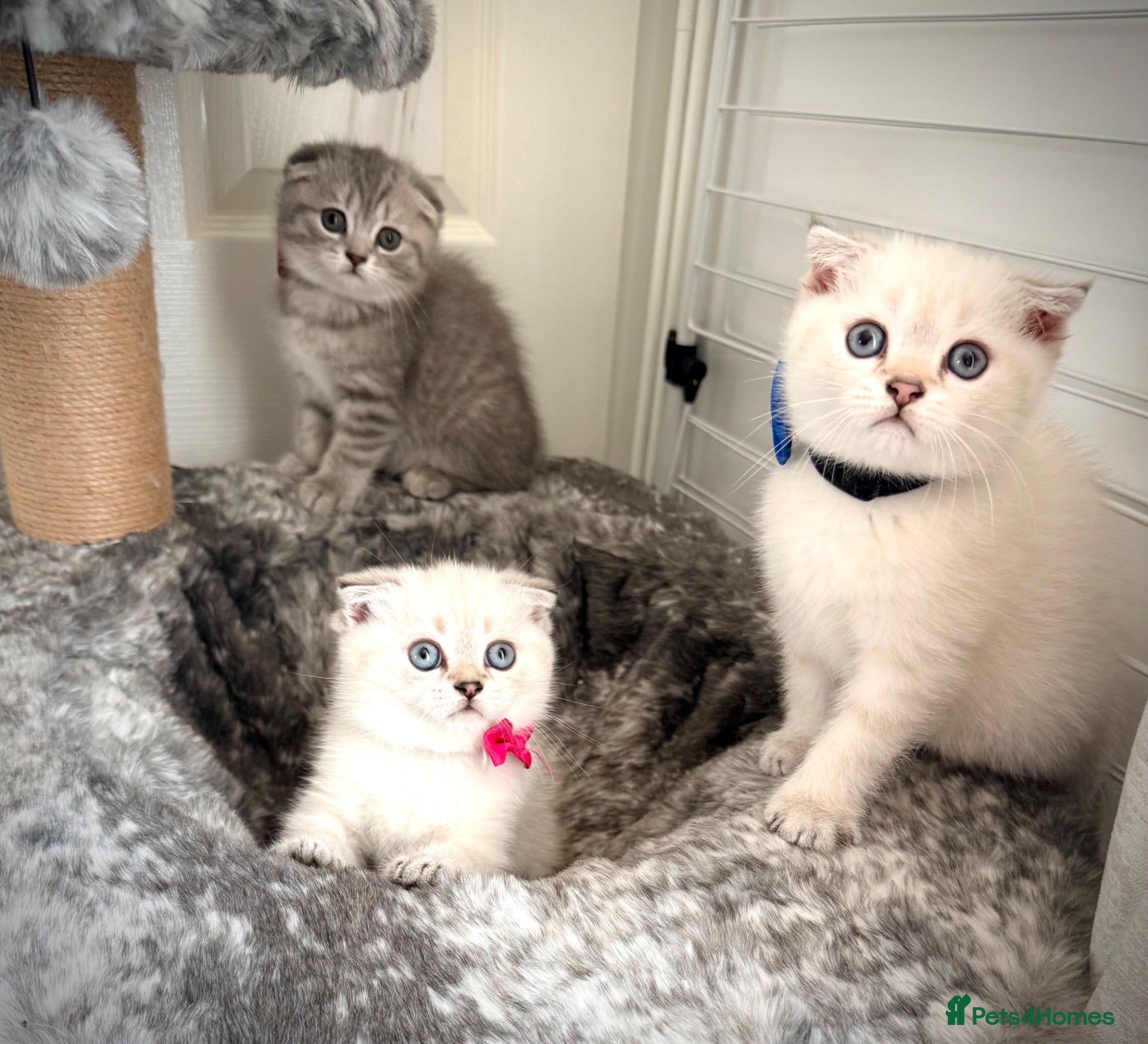 Scottish Fold cats Adorable Pure Scottish folded kittens 😍🥰 - Advert 1