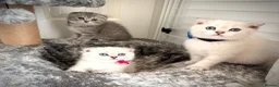 Scottish Fold cats for sale: Adorable Pure Scottish folded kittens 😍🥰 in Northampton - Advert 1