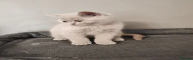 British Shorthair 6