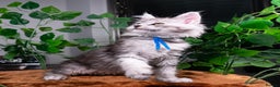 Maine Coon cats for sale: 8 STUNNING PEDIGREE TICA REG MAINE COON KITTENS - Advert 21
