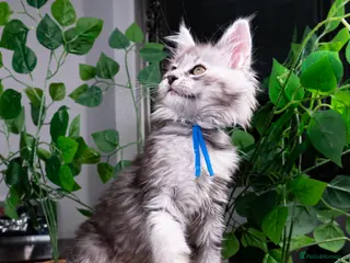 Maine Coon cats STUNNING PEDIGREE TICA REG MAINE COON KITTENS - Advert 1