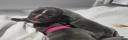 Staffordshire Bull Terrier dogs for sale: Hi we are 8 kc blue staffordshire pups in Monmouth - Advert 6