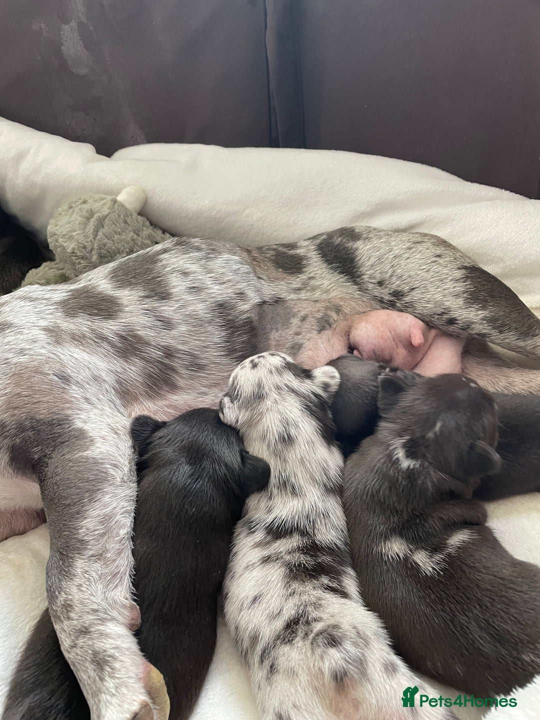 French Bulldog dogs for sale: Three boys left  - Advert 1