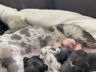 French Bulldog dogs Three boys left - Advert 1