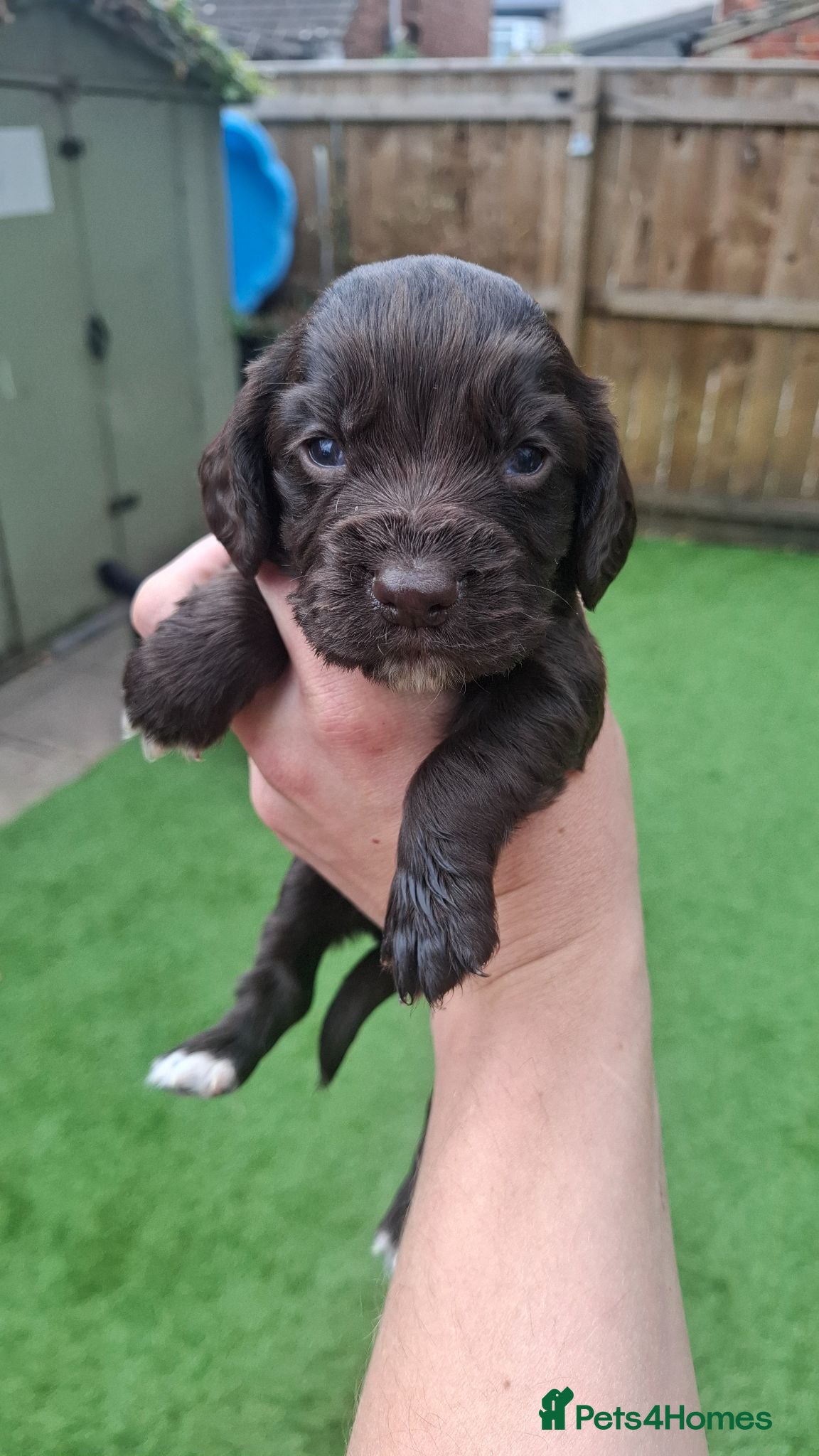 Cocker Spaniel dogs Gorgeous litter of Working Cocker Spaniel puppies - Advert 3