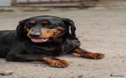 Mixed Breed dogs for adoption: 💖🐶 LEANA 🐶💖 - Image 8