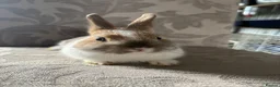 Netherland Dwarf rabbits for sale: 3 x Netherland Dwarf Bunnies * Ready now 🏡 * - Advert 3