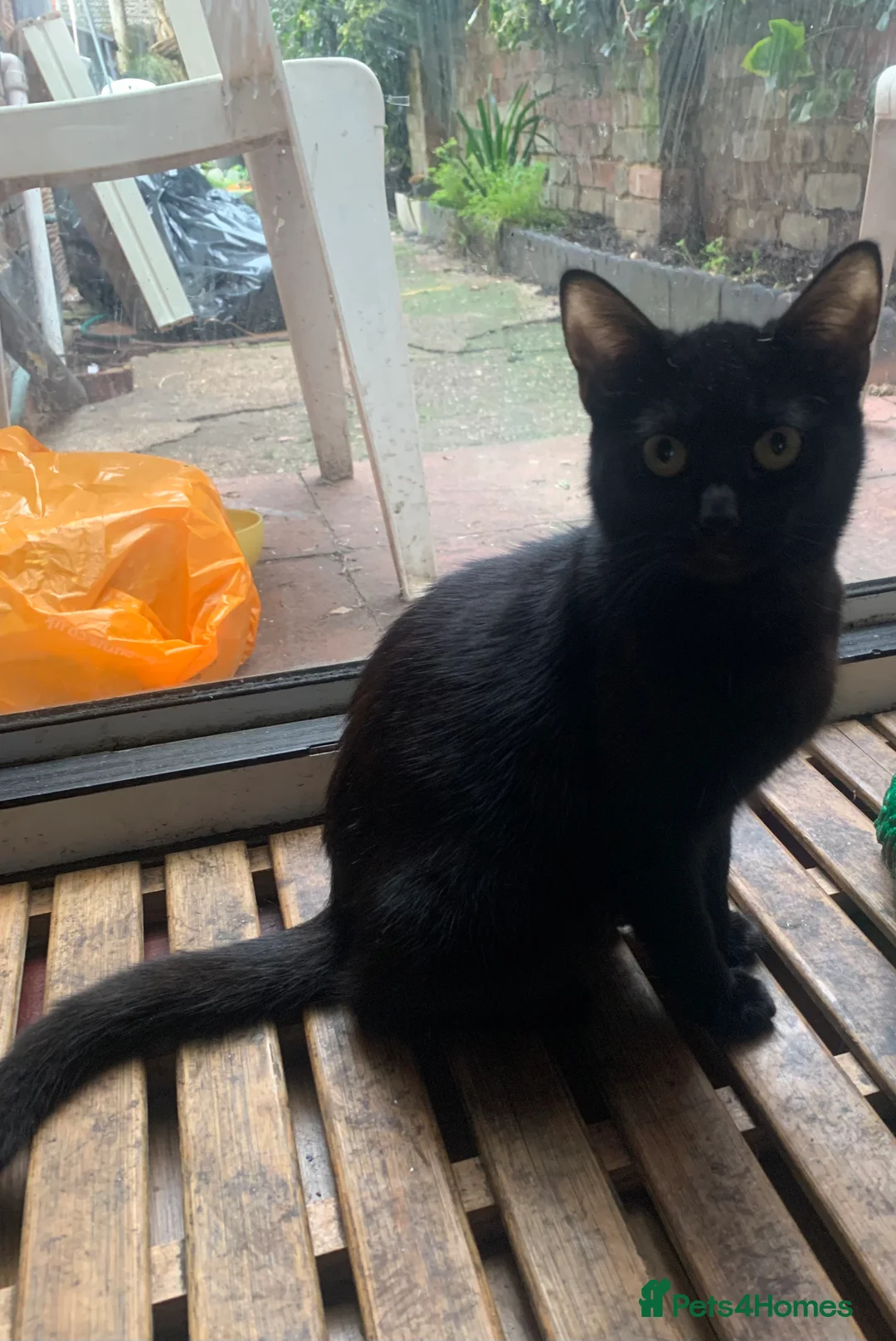 Mixed Breed cats for sale: Youngsters looking for home - Advert 7