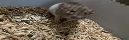 Rat rodents for sale: Rats for sale - Advert 8