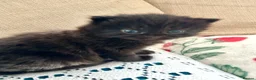 British Shorthair cats for sale: 🐾Beautiful Black British Shorthair Cross Kittens in Letchworth Garden City - Advert 10