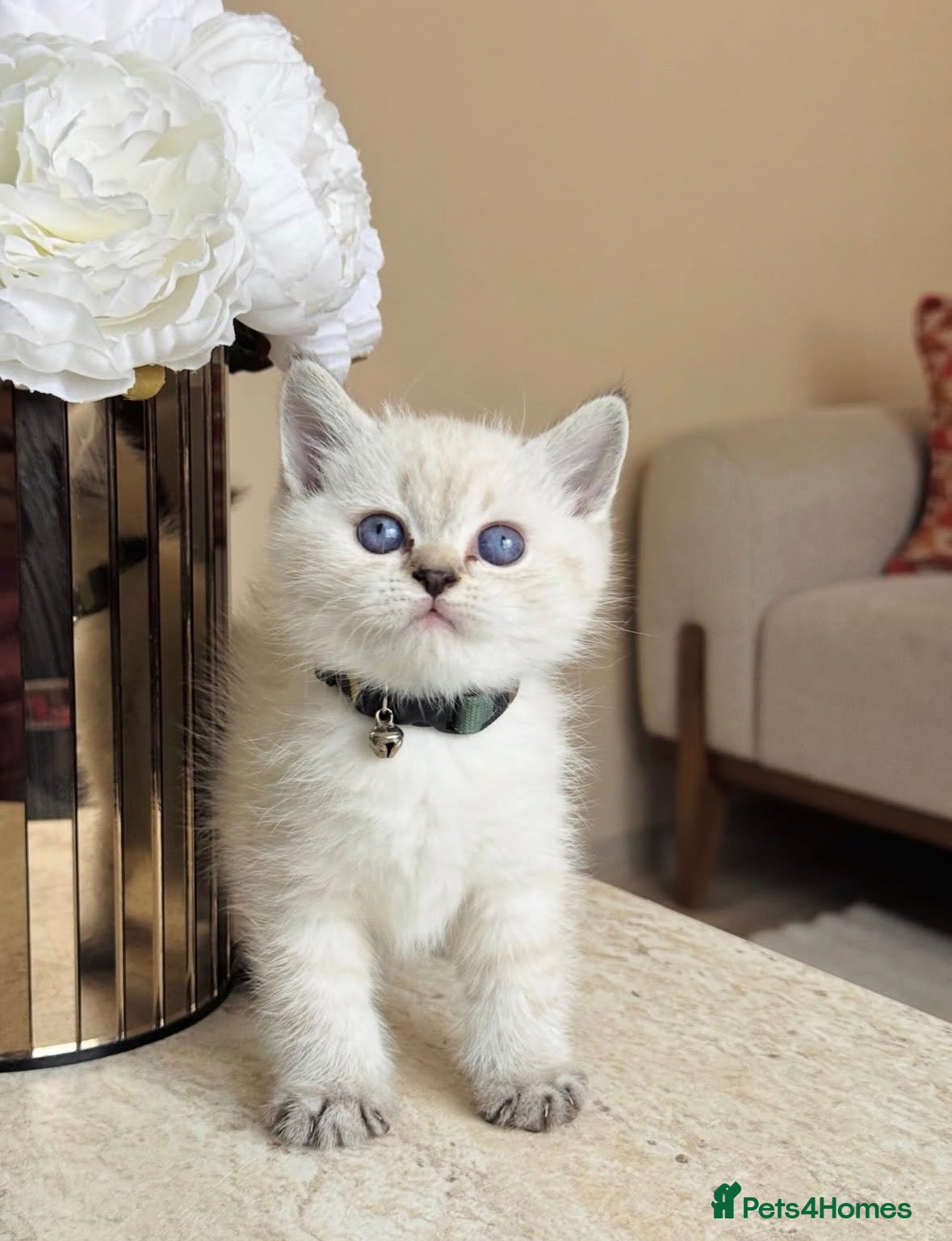 British Shorthair cats Lovely blue eye British shorthair kitten - Advert 10
