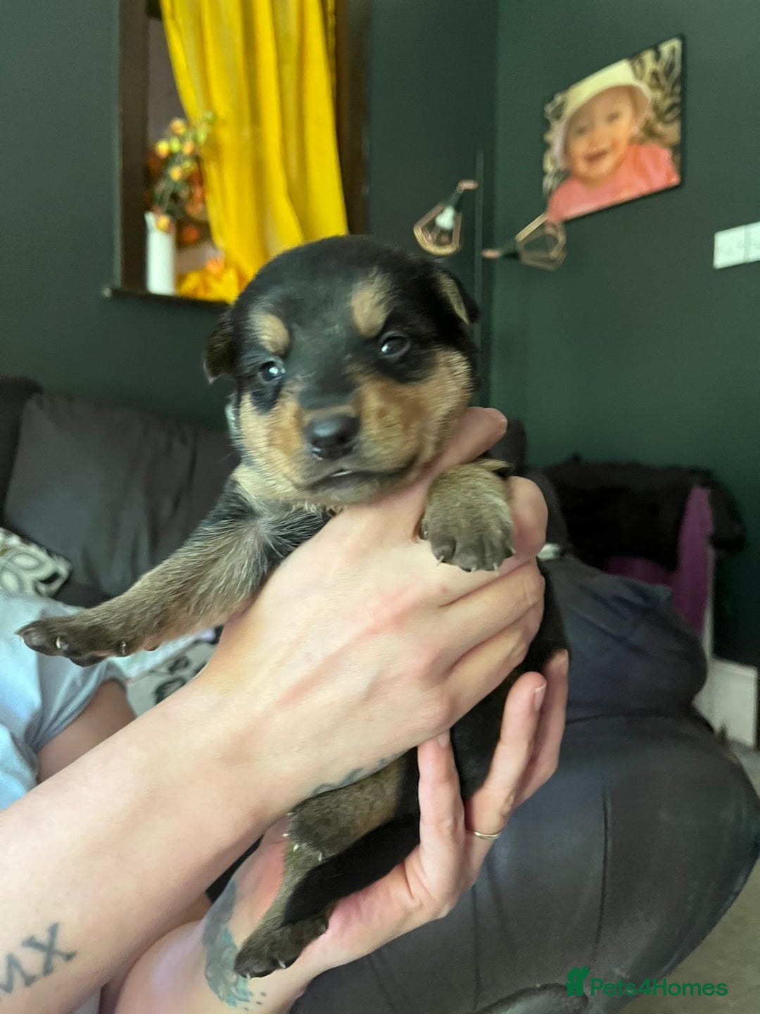 Mixed Breed dogs for sale: 9 beautiful rottweiler cross german shepherd pups - Image 5