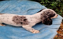 Miniature Dachshund dogs for sale: Quality mini dachshund puppies 💜 - Image 3
