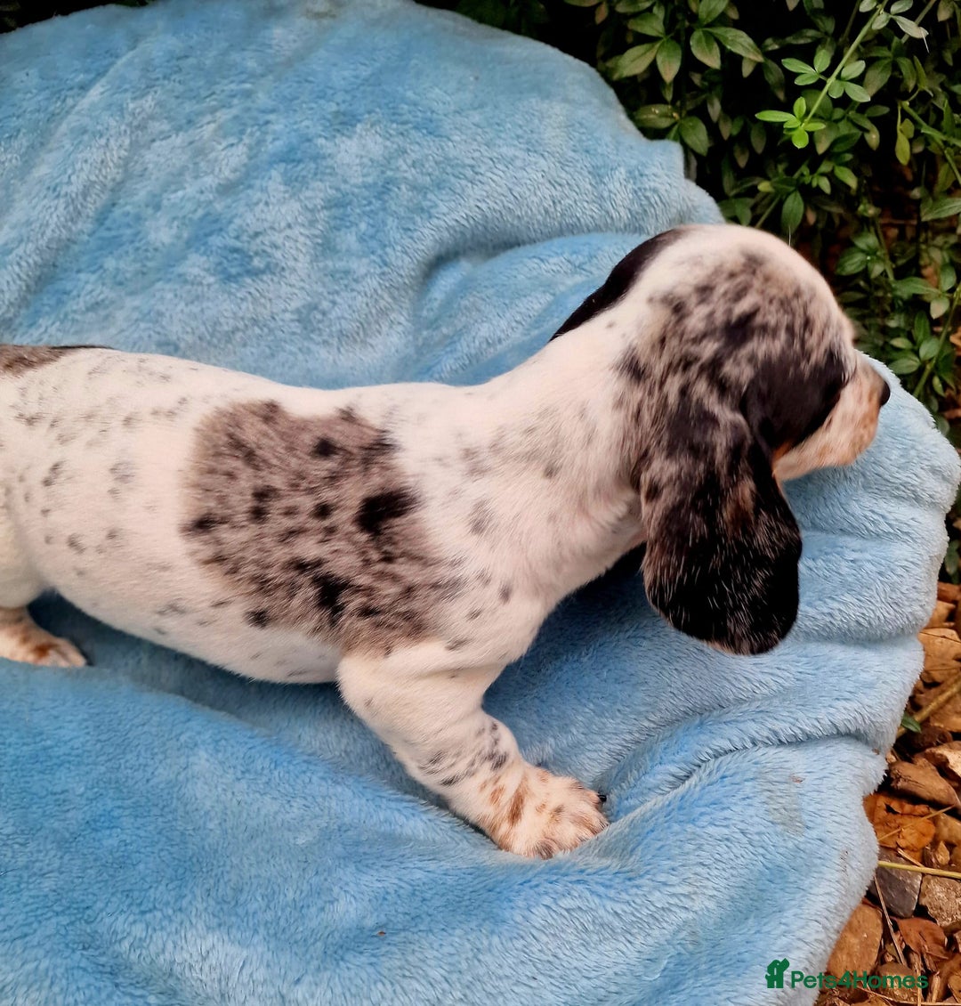 Miniature Dachshund dogs for sale: Quality mini dachshund puppies 💜 - Image 3
