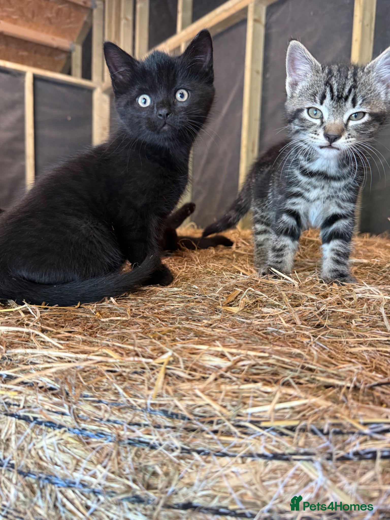 Mixed Breed cats for sale: 1 Female Kitten for sale  - Advert 4