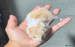 Hamster rodents for sale: STUNNING, TAME, PEDIGREE BABY SYRIAN HAMSTER - Image 14