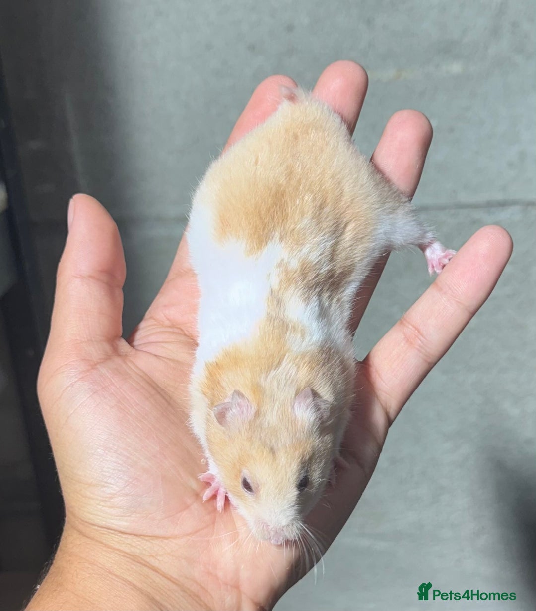 Hamster rodents for sale: STUNNING, TAME, PEDIGREE BABY SYRIAN HAMSTER - Image 14