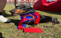 Dachshund dogs for sale: Kc standard Black and Tan dachshunds - Image 1