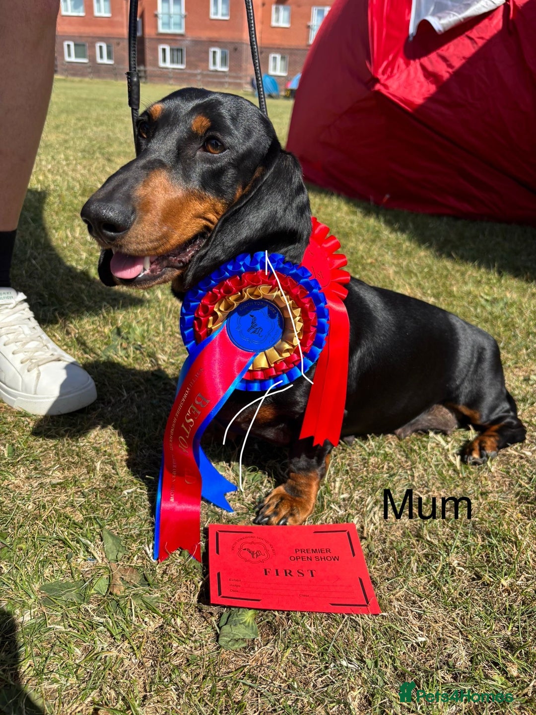 Dachshund dogs for sale: Kc standard Black and Tan dachshunds - Image 1
