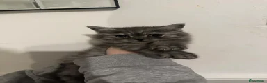 bsh 4 