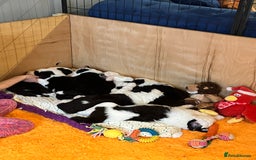 Sheepadoodle dogs for sale: Sheepadoodle Puppies -4 Female, 3 Male - Image 14