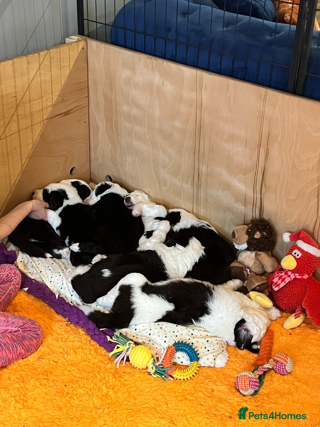 Sheepadoodle dogs for sale: Sheepadoodle Puppies -4 Female, 3 Male - Image 14