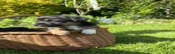 Jack Russell dogs for sale: Jack Russell puppies  - Advert 7