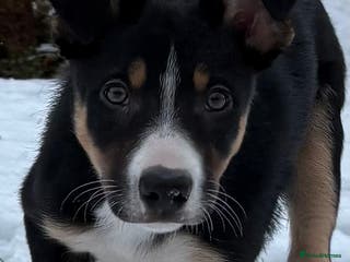 Border Collie dogs 🖤🤎2 Tri colour collies! 🖤🤎 - Advert 1