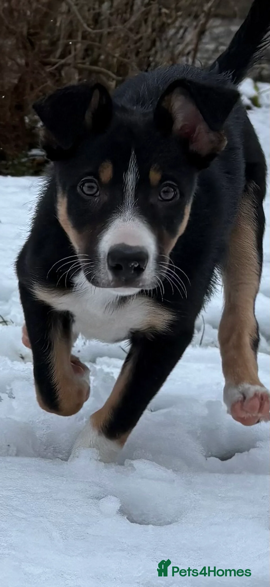 Border Collie dogs for sale: 🖤🤎2 Tri colour collies! 🖤🤎 - Advert 1